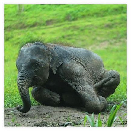 Chiang Mai -Karen Tribe Native Elephant 이미지