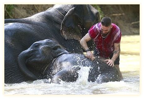 Chiang Mai -Karen Tribe Native Elephant 이미지