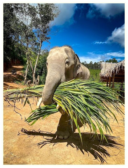 Chiang Mai -Karen Tribe Native Elephant 이미지