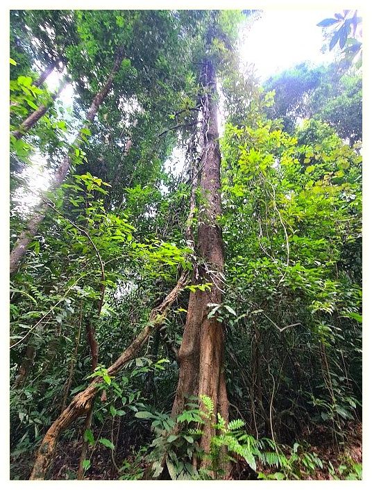 Dragon's Crest (Ngon Nak Nature Trail) 이미지