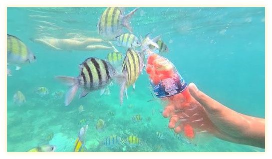 Five Star Thailand | Phi Phi Island Tour 이미지