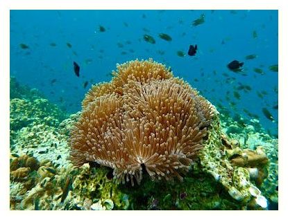 French Kiss Divers - Koh Tao 이미지