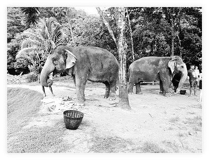 Green Elephant Sanctuary Park 이미지