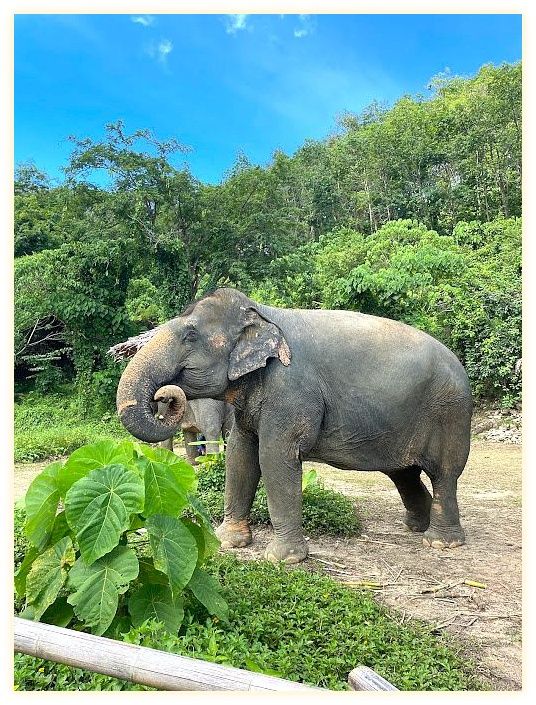 Hidden Forest Elephant Reserve - Sanctuary in Phuket 이미지