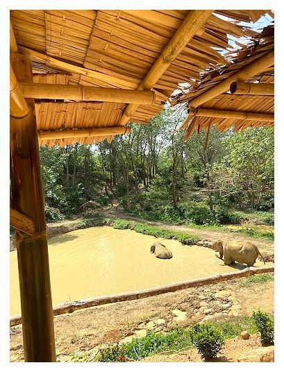 Hidden Forest Elephant Reserve - Sanctuary in Phuket 이미지