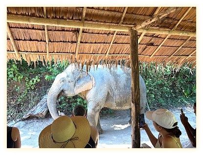 Hidden Forest Elephant Reserve - Sanctuary in Phuket 이미지