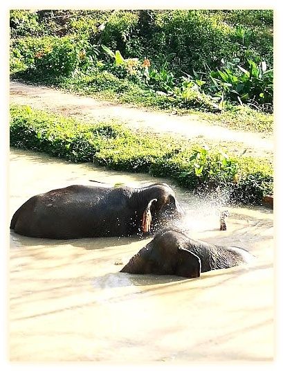 Hidden Forest Elephant Reserve - Sanctuary in Phuket 이미지