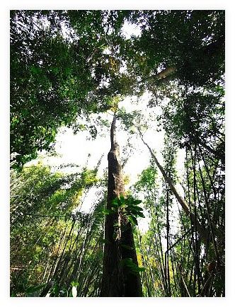 Khun Korn Forest Park Waterfall 이미지
