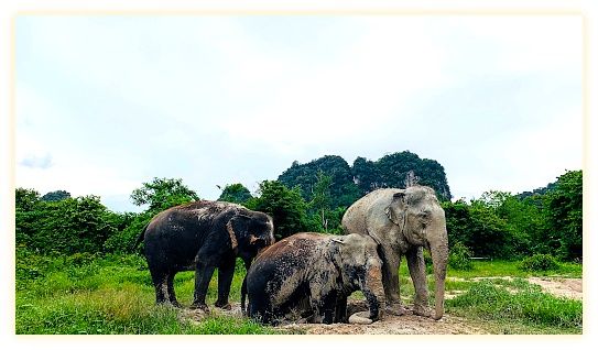 Krabi Elephant Sanctuary 이미지