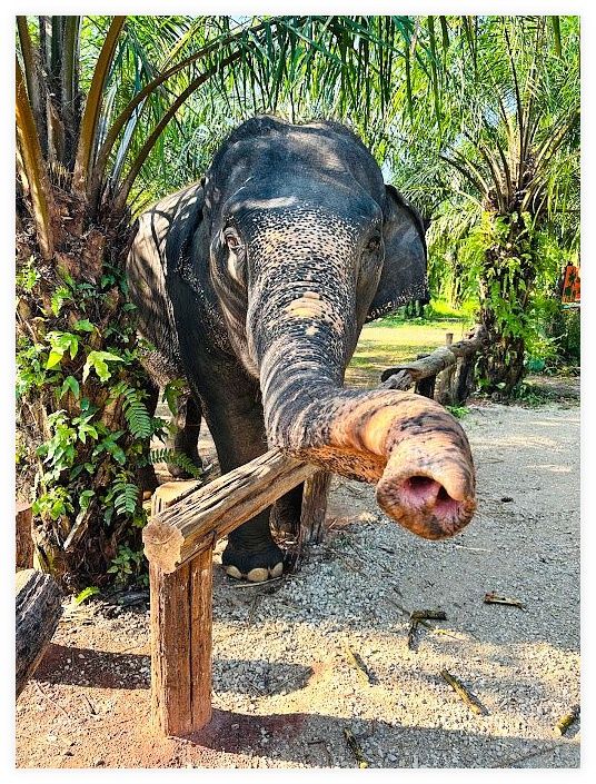 Krabi Elephant Sanctuary 이미지