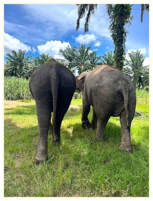 Krabi Elephant Sanctuary 이미지