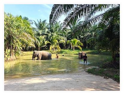 Krabi Elephant Sanctuary 이미지