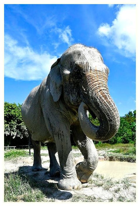 Krabi Elephant Sanctuary 이미지