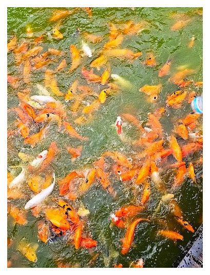 Lago di Khao Yai 이미지
