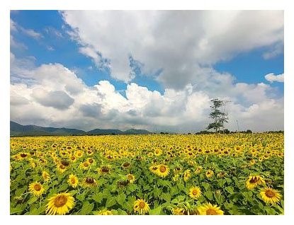 Lopburi Sunflower Field 이미지