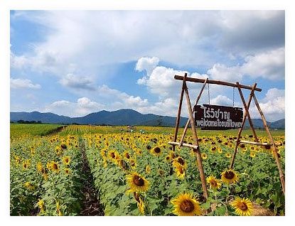 Lopburi Sunflower Field 이미지