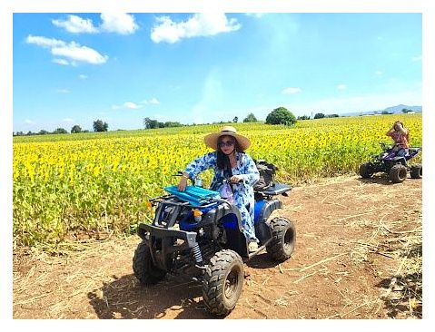 Lopburi Sunflower Field 이미지