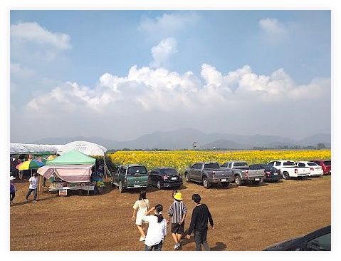 Lopburi Sunflower Field 이미지