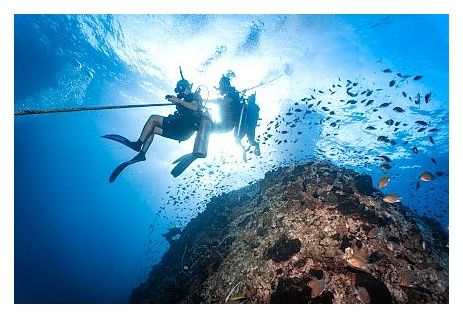 Mojo Diver - Koh Tao Diving Centre(Main Centre) 이미지