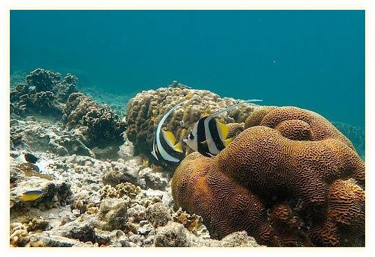 Mojo Diver - Koh Tao Diving Centre(Main Centre) 이미지