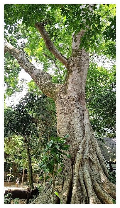 Mu Ko Surin National Park 이미지