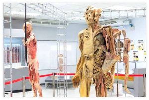 파이의 숨결, 인체의 신비 속으로: Museum of Human Body 탐험기 이미지