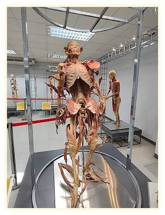 Museum of Human Body 이미지