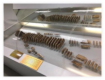 Museum of Human Body 이미지