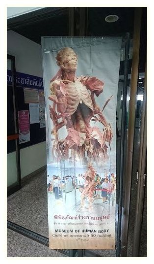 Museum of Human Body 이미지