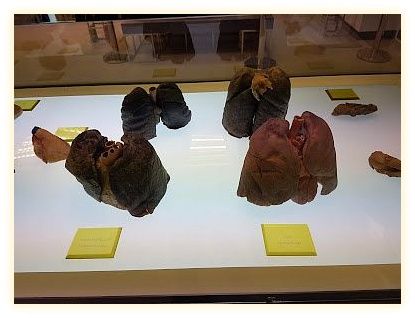 Museum of Human Body 이미지