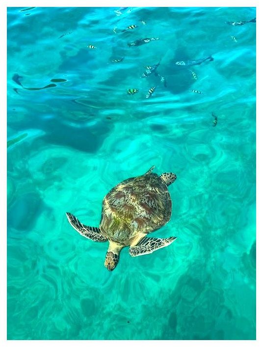 Nice Trip Khao Lak | Excursions à Khao Lak en Thaïlande 이미지