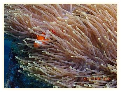 PhiPhi Underwater 이미지