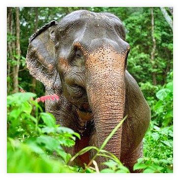 Phuket Elephant Nature Reserve 이미지