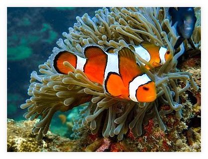 Princess Divers - Scuba Diving Phi Phi Island 이미지