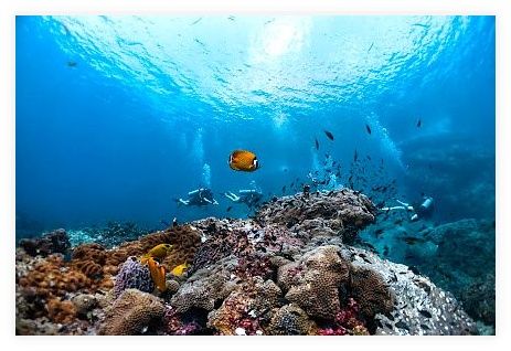 Roctopus™ | Koh Tao Diving Center 이미지
