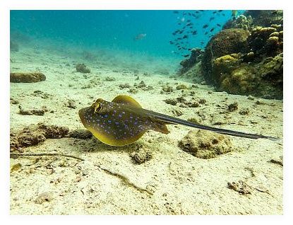 Roctopus™ | Koh Tao Diving Center 이미지