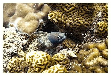 Roctopus™ | Koh Tao Diving Center 이미지