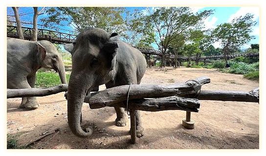 Samui Elephant Kingdom Sanctuary 이미지