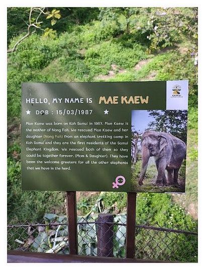 Samui Elephant Kingdom Sanctuary 이미지