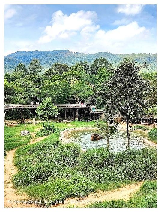 Samui Elephant Kingdom Sanctuary 이미지