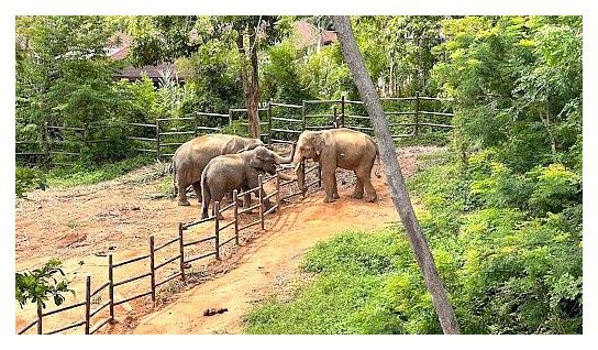 Samui Elephant Kingdom Sanctuary 이미지