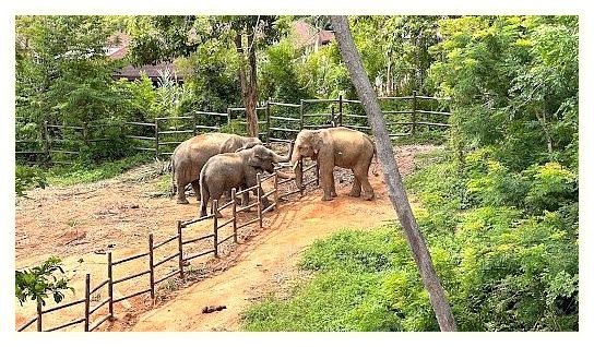 Samui Elephant Kingdom Sanctuary 이미지