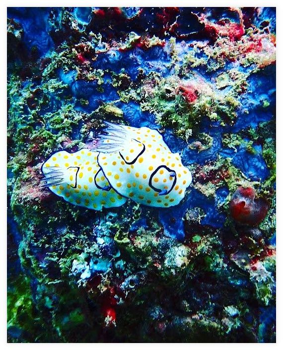 Sea Bees Diving Khao Lak | Scuba Diving Similans 이미지