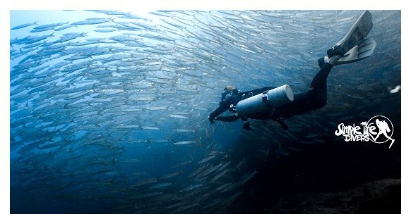 Simple Life Divers 이미지