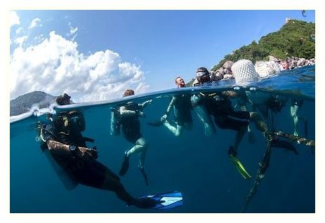 Simple Life Divers 이미지