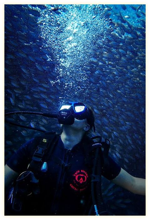 Taco Divers Koh Tao 이미지