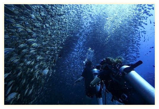 Taco Divers Koh Tao 이미지