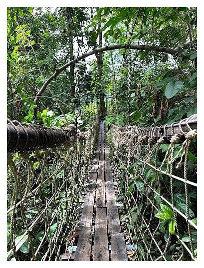 Tree Bridge Zipline 이미지