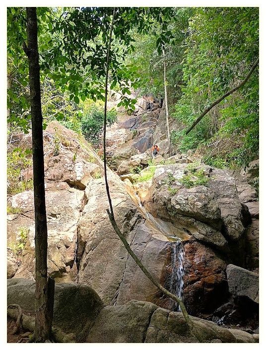 Tree Bridge Zipline 이미지