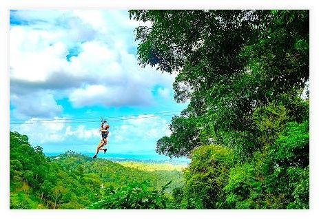 Tree Bridge Zipline 이미지